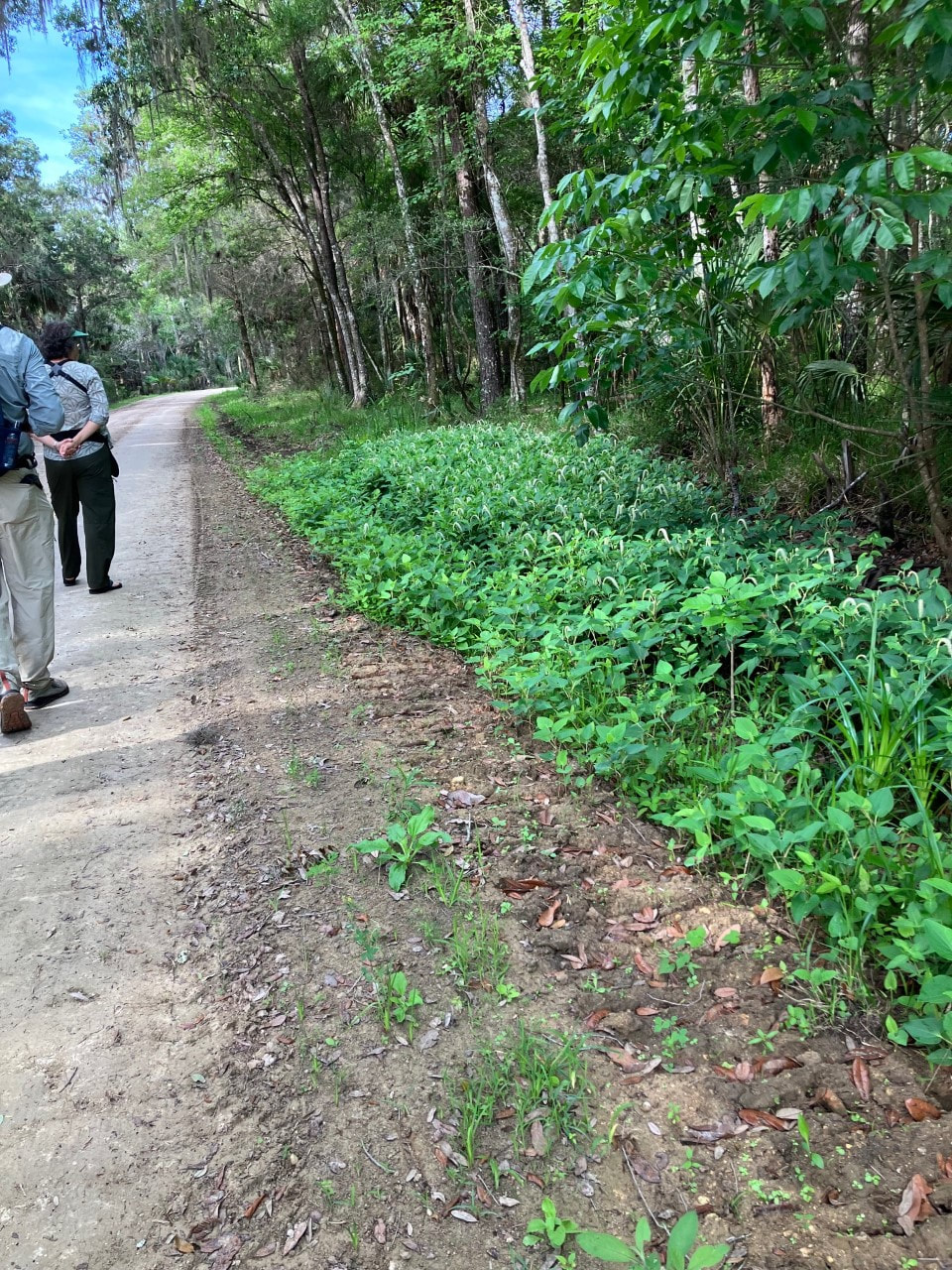 Picture of participants walking slowly and looking for butterflies in the vegetation along the road's edge.