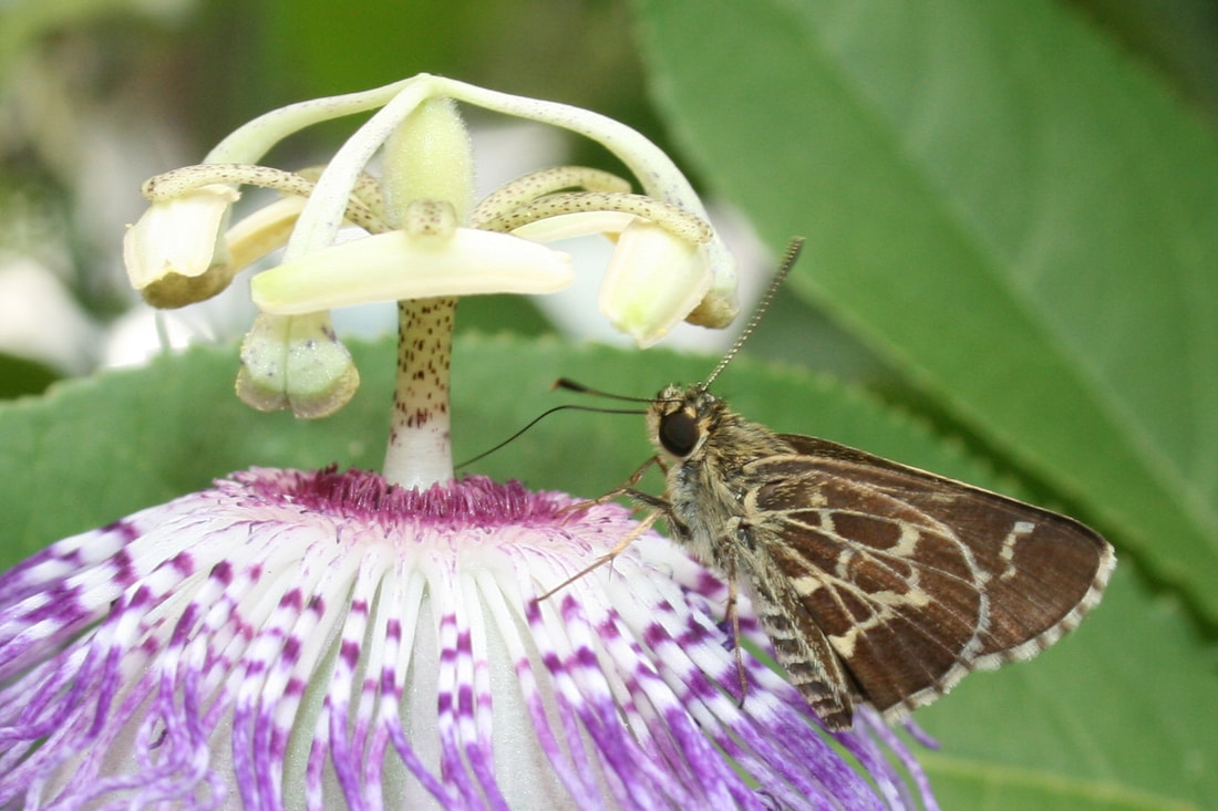 Picture of a lace-winged roadside skipper on a plant