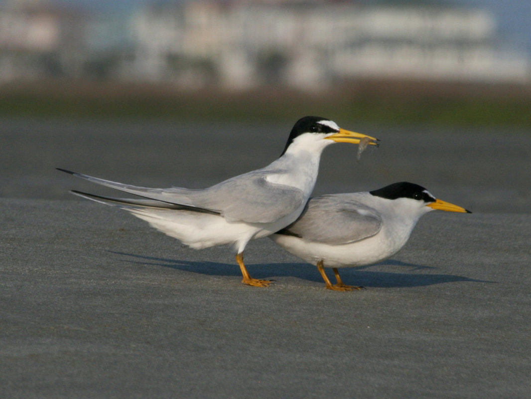 Picture of Least Terns from wikipedia