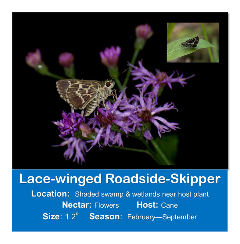 Lace-winged Roadside-Skipper