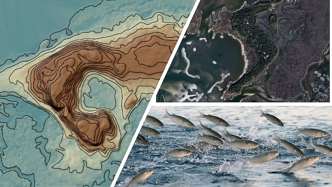 image collaage with Richards Island and fishes