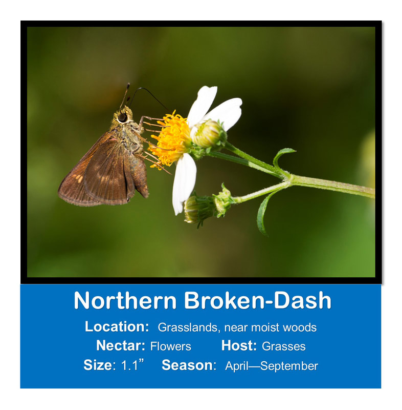 Northern Broken-dash