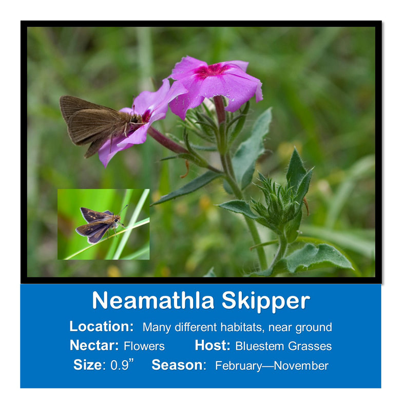 Neamanthla Skipper