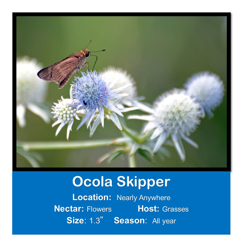 Ocola Skipper