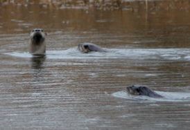 Picture of three otters swimming and playing