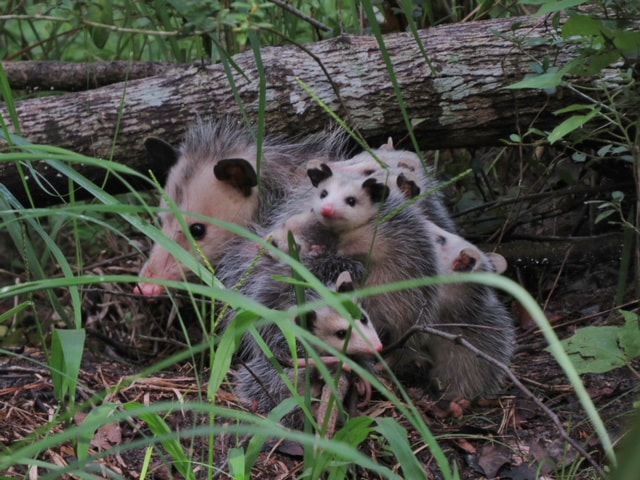 Picture of a Mama and 6 baby possums