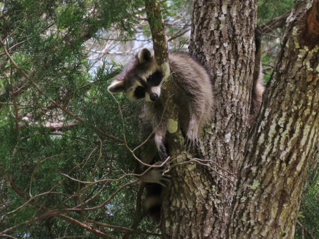 Picture of young raccoon in a tree