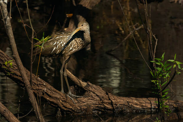 Picture of a Limpkin