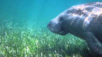 Picture of a Manatee and seagrass