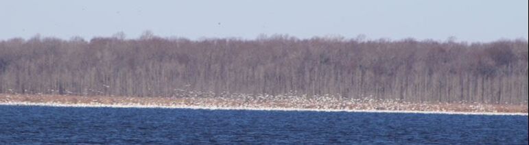 Picture of snow geese in the distance on a beach across water