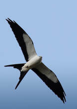 Swallow-tailed kite in flight against blue sky