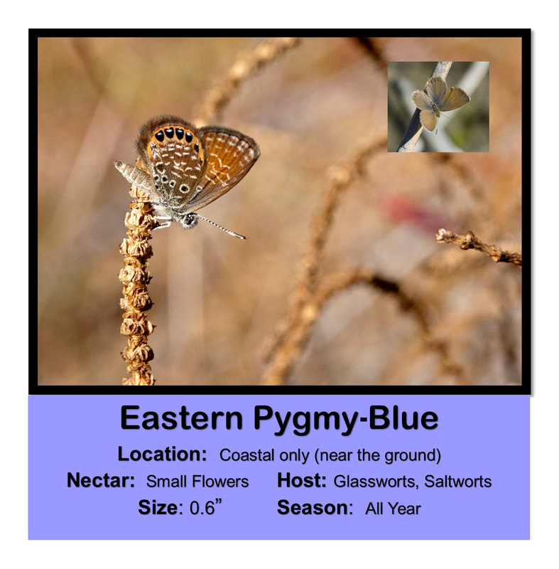 Eastern Pygmy-Blue