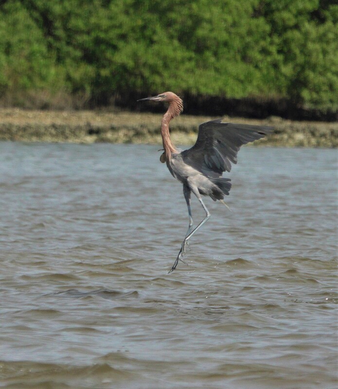 Picture of a reddish egret hovering in an apparent hop over water