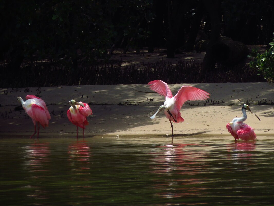 Picture of tof four roseate spoonbills in the water by a beach on the Refuge.