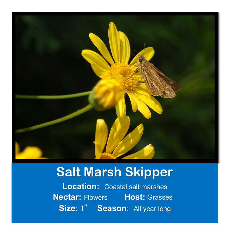 Salt Marsh Skipper