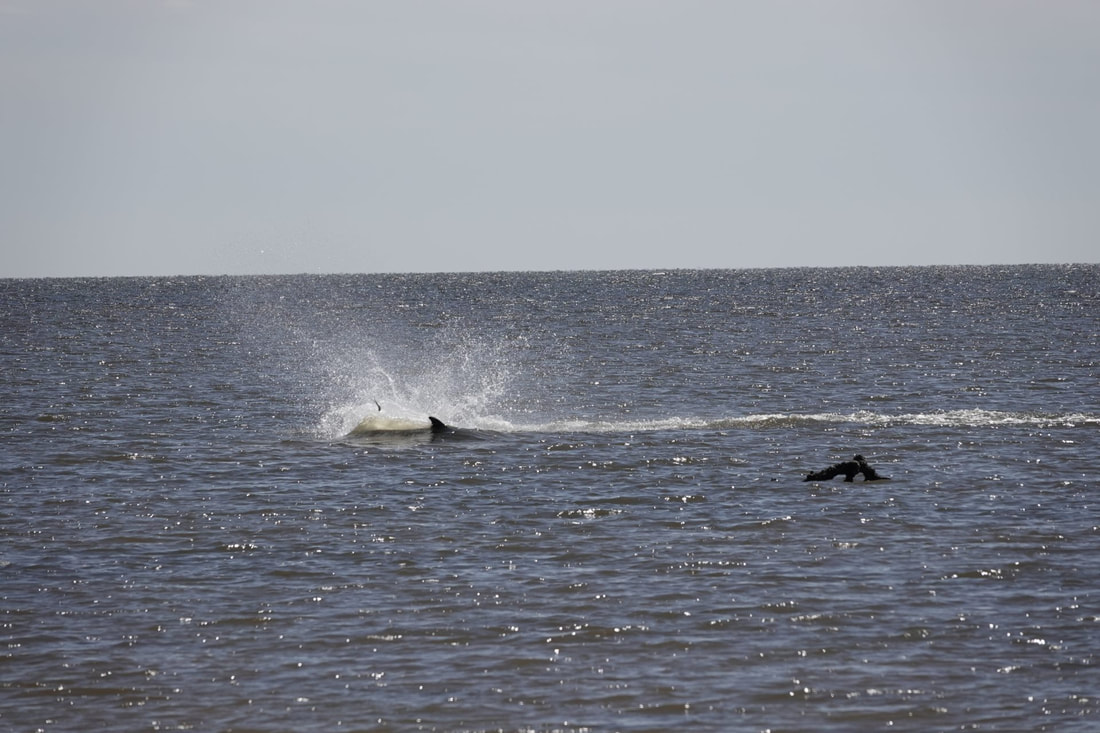 Picture of Dolphins Splashing near the Beach
