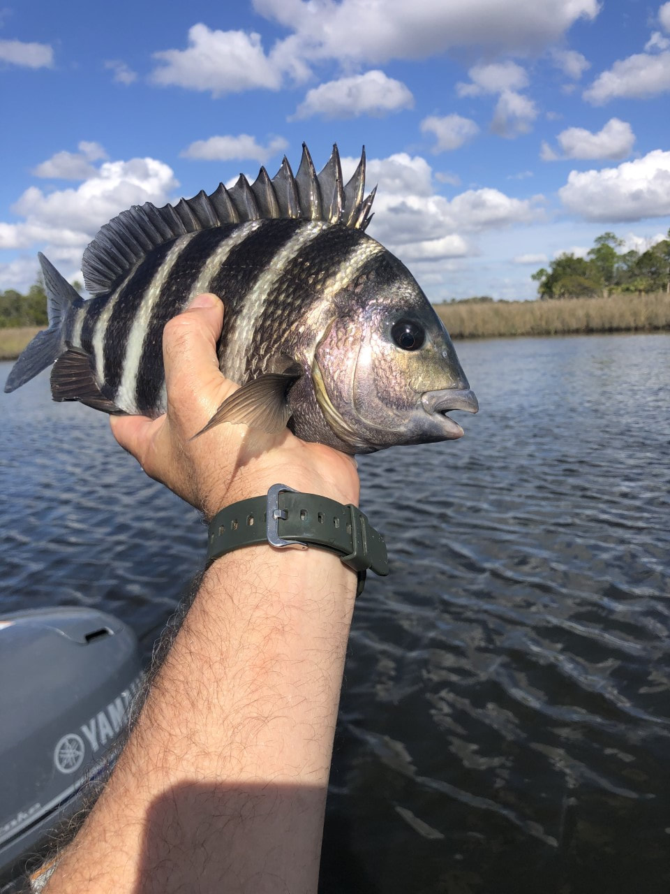 Picture of a Sheepshead fish