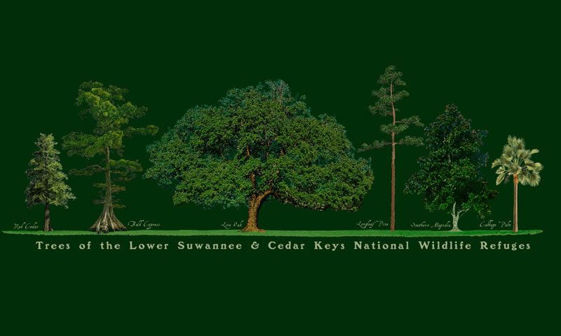 art work of trees of the Lower Suwannee as on the t-shirt