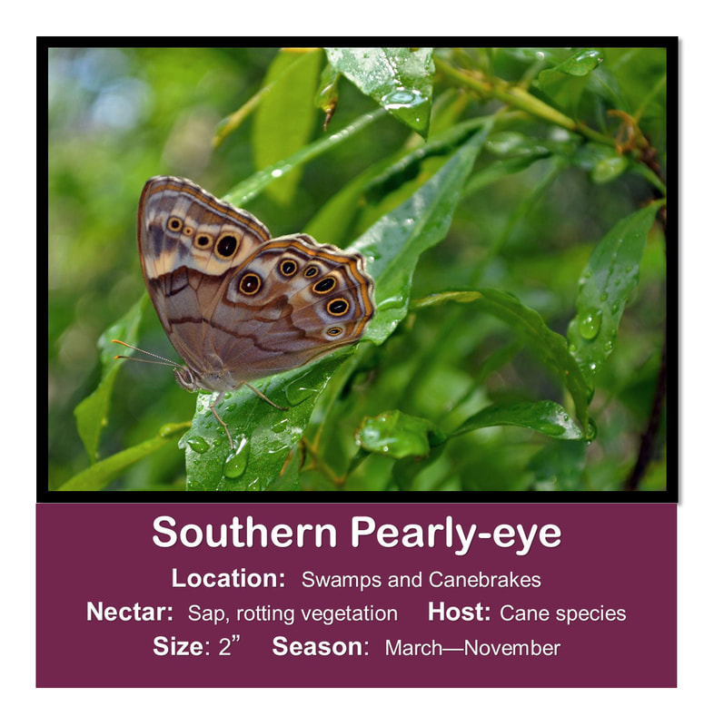 Southern Pearly-eye