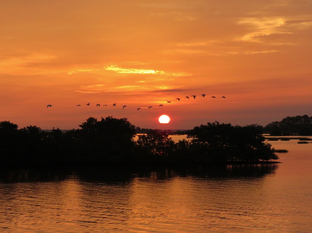 Picture of Ibises flying from Cedar Keys NWR to Lower Suwannee NWR at sunrise seeking fish for nestlings. Photo credit-Larry Woodward