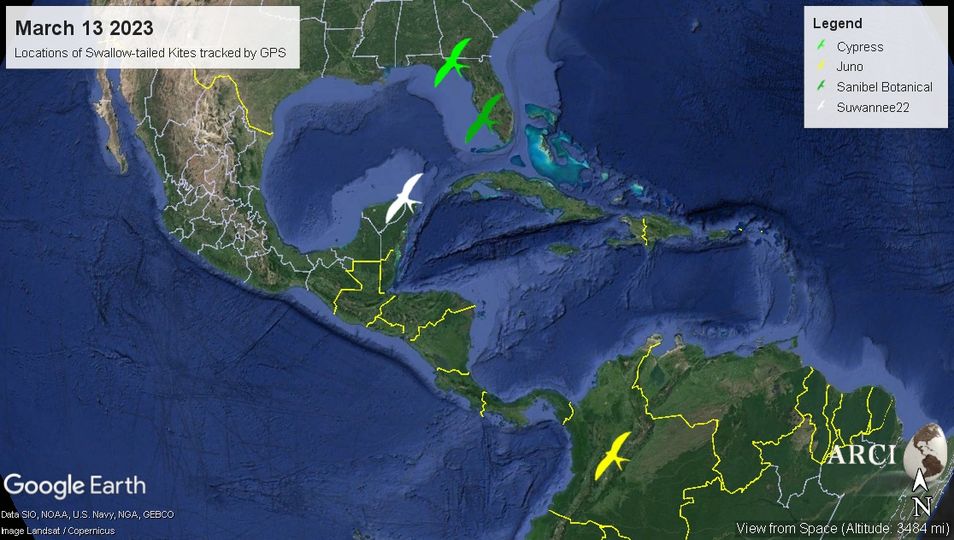 A map showing depictions of 4 Swallow-tailed Kites flying from Brazil to Florida.