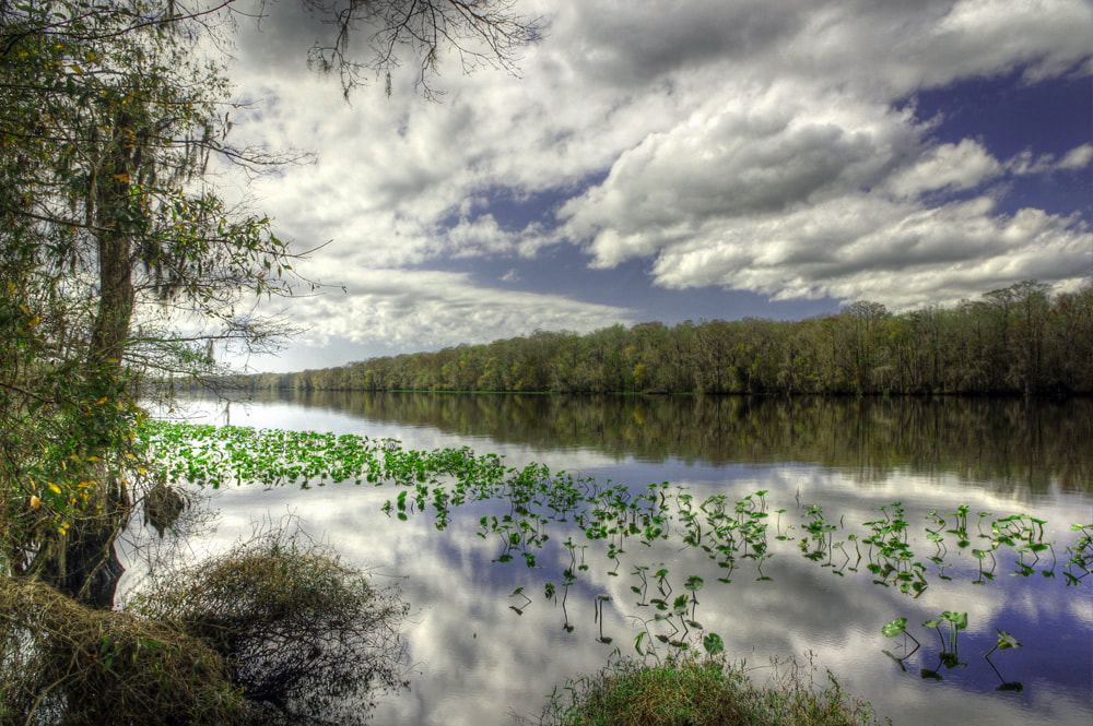 Suwannee river seen from end of River Trail