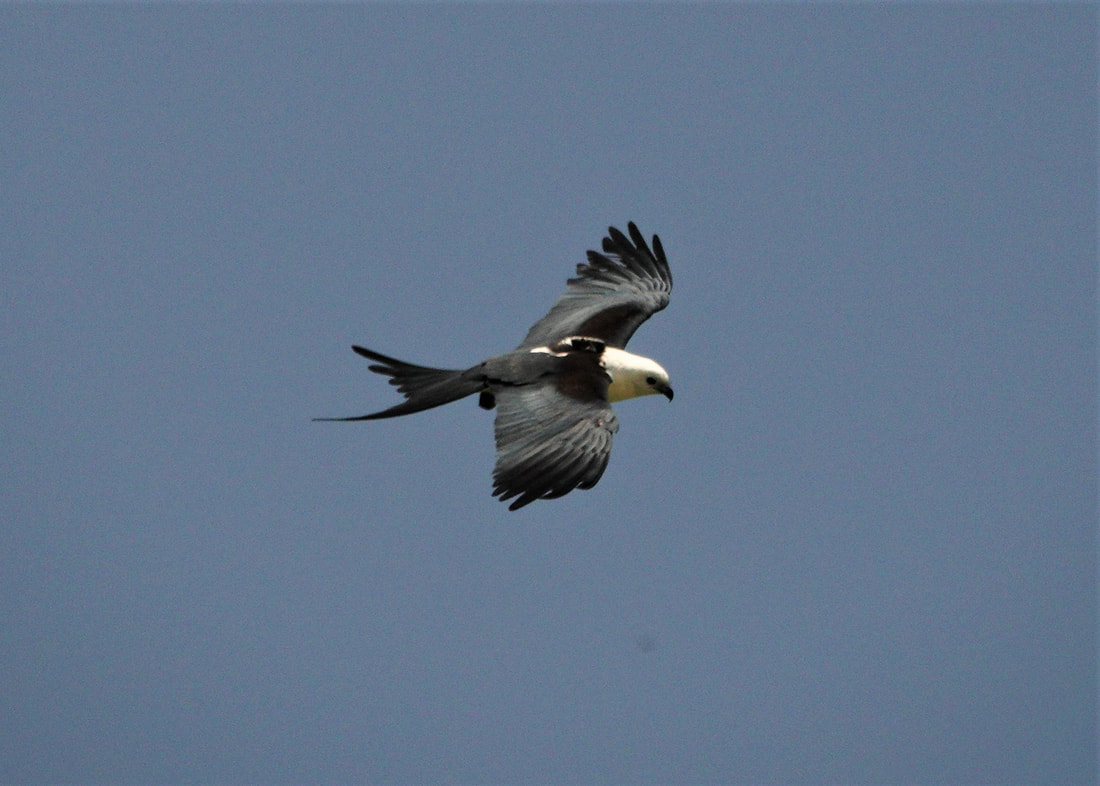 Picture of Suwannee the swallow-tailed kite, with his digital tracker showing on his back