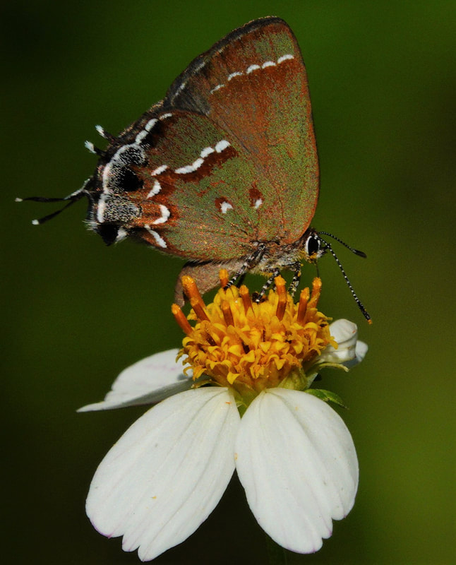 Picture of a Sweadner's Juniper Hairstreak butterfly