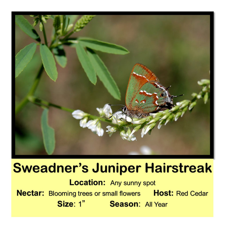 Sweadner's Juniper Hairstreak