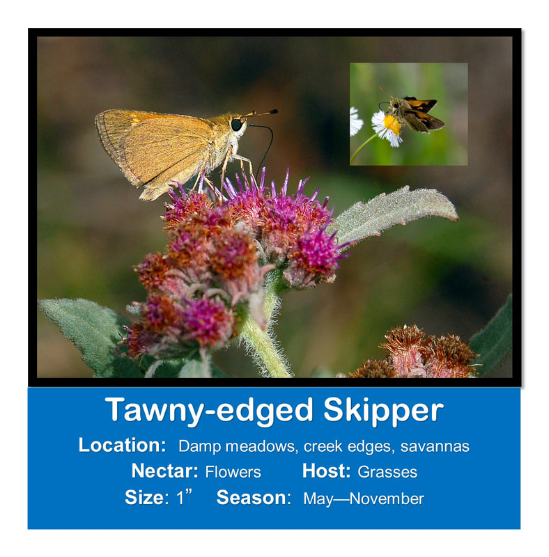 Tawny-edged Skipper