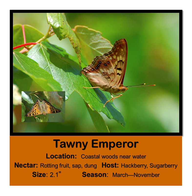 Tawny Emperor