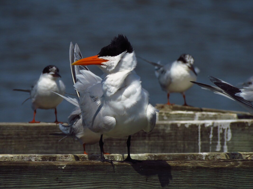 Picture of several Royal Terns with feathers blowing in the wind