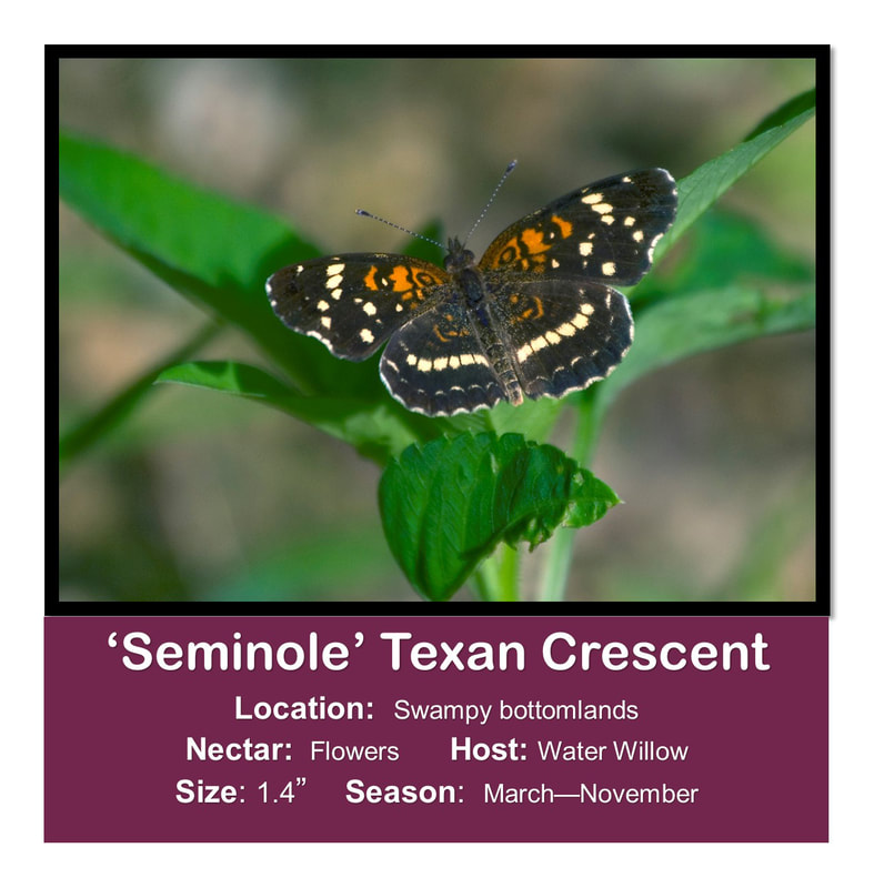 Seminole Texas Crescent