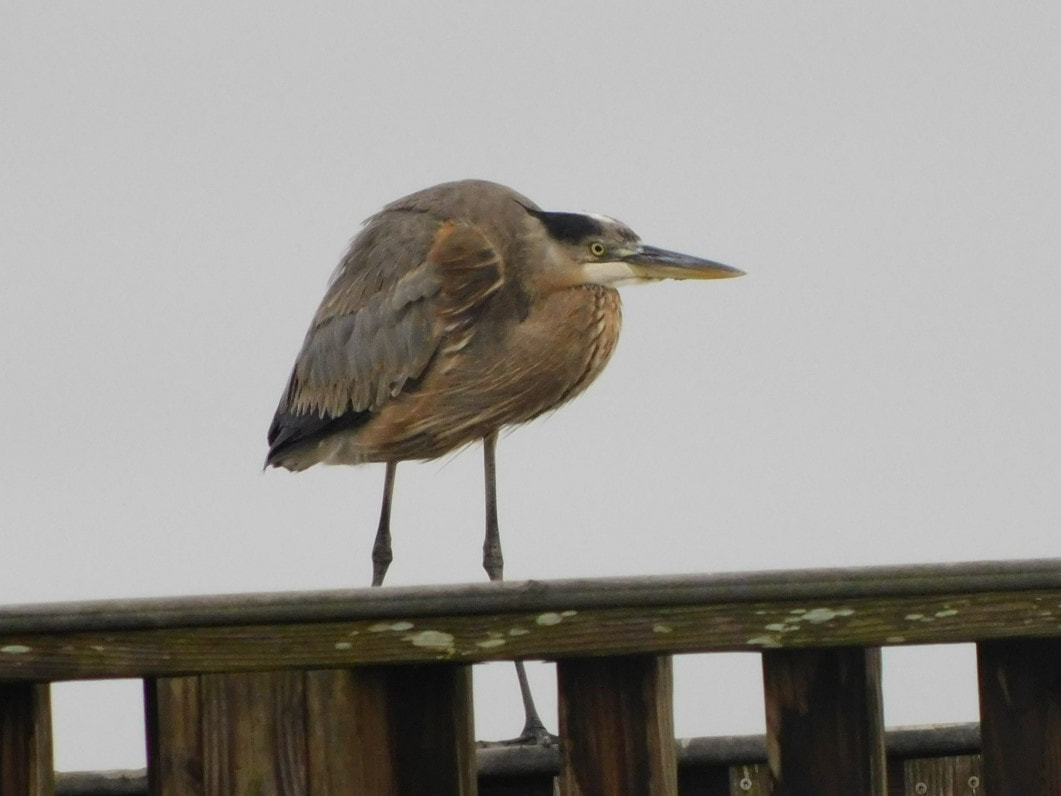 Picture of bird on railing in the wind