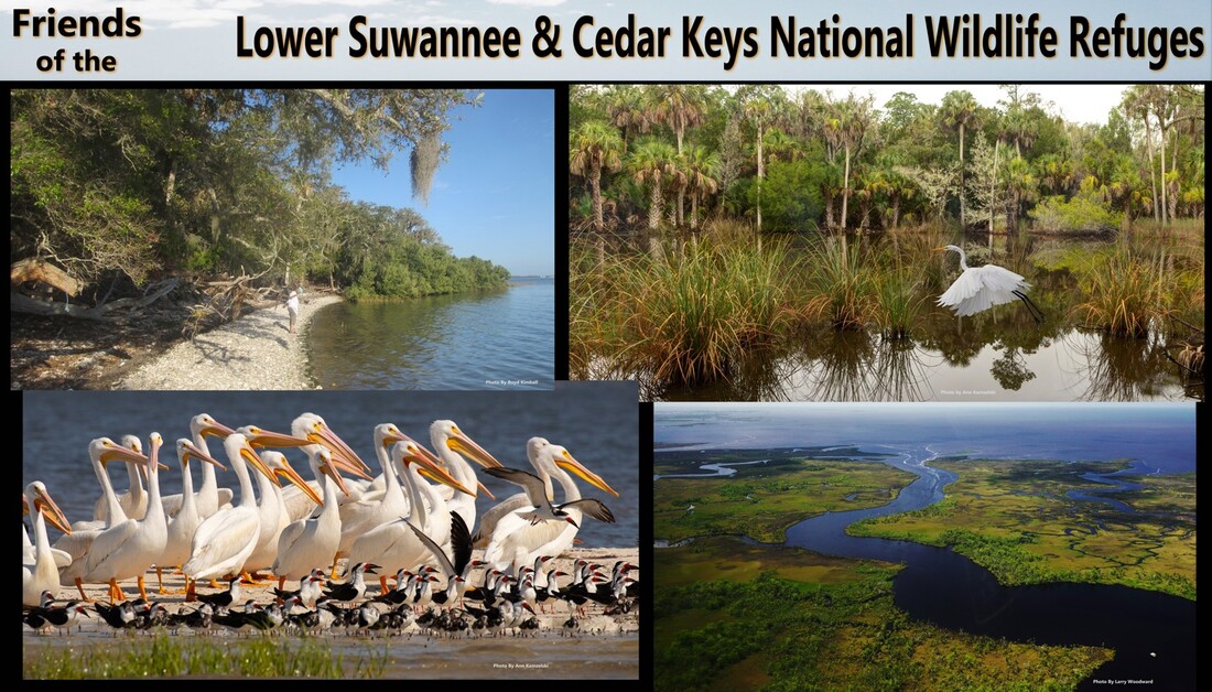 4 Pictures of refuge scenes,  including a beach, white pelicans on an oyster reef, a drone view of the mouth of the Suwannee River, a view of Sanders Creek