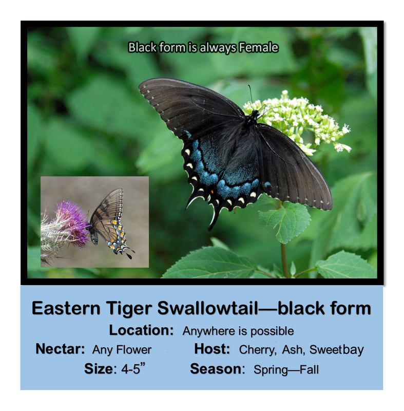 Eastern Tiger Swallowtail- black form. Black form is always female.