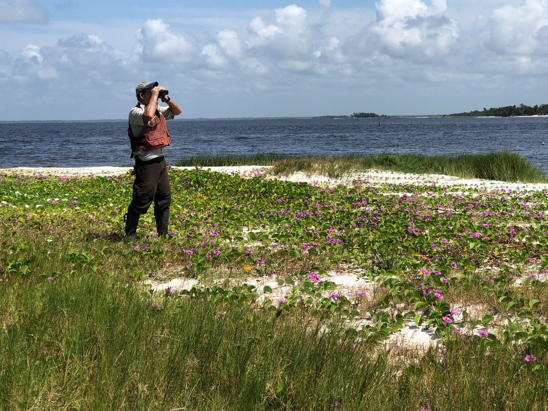 Picture of Vic on a shorebird survey