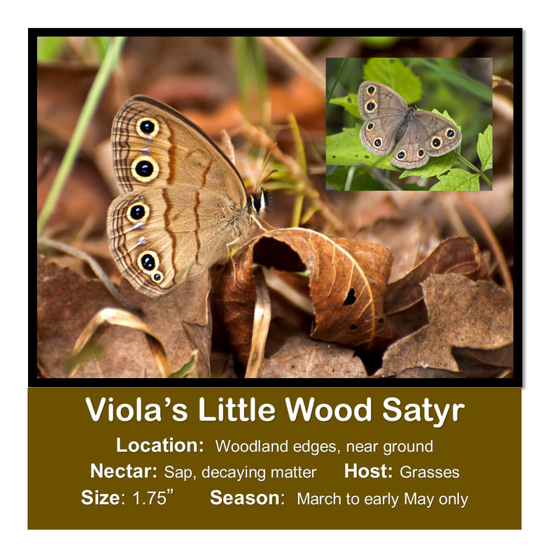 Viola's Little Wood Satyr