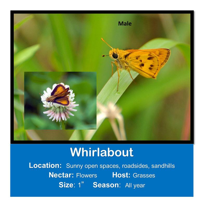 Whirlabout