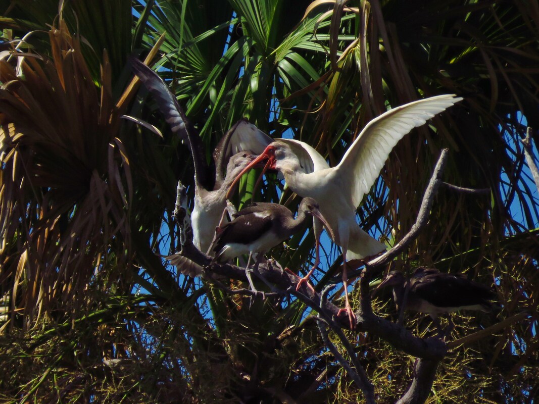 Picture of Ibises feeding their young on Snake Key in the Cedar Keys NWR. Photo credit-Larry Woodward