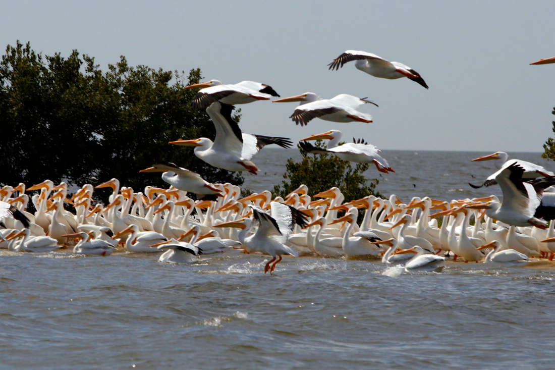 Picture of white pelicans