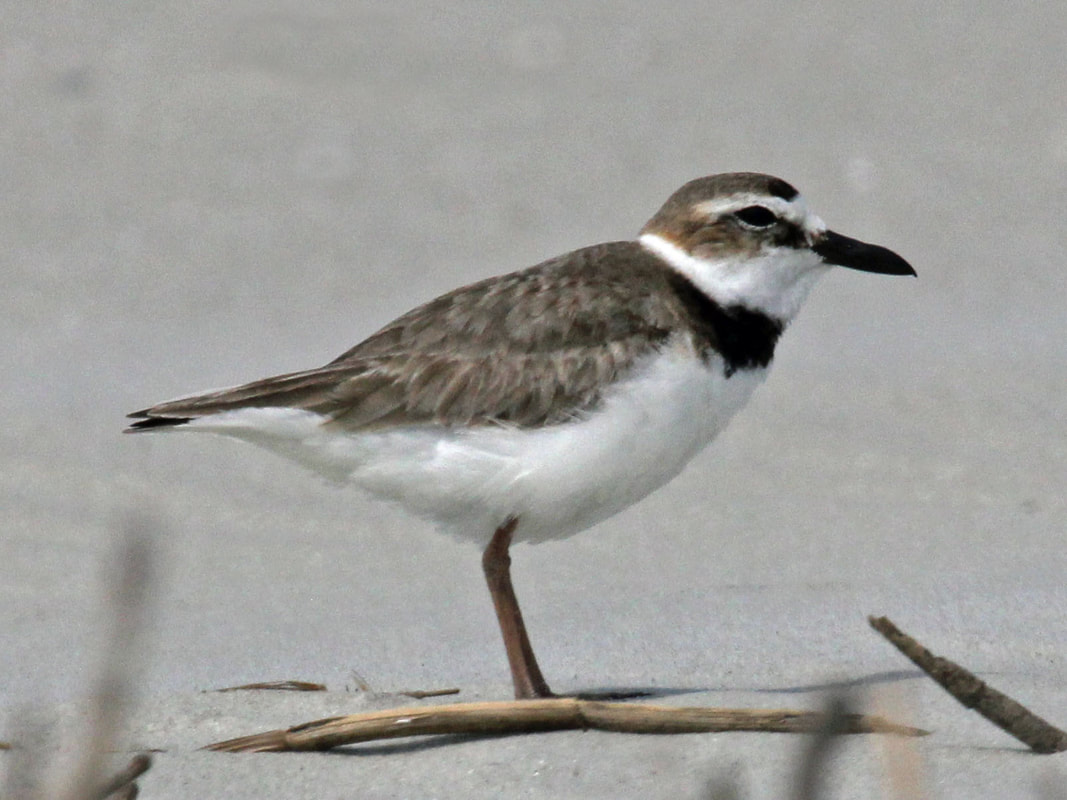 Picture of Wilson's plover from Wikipedia