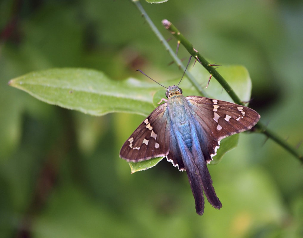 Picture of a  Long-tailed skipper.