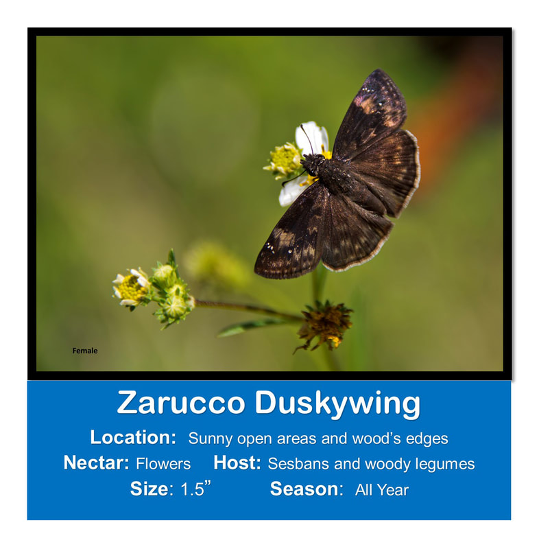 Zarucco Duskywing